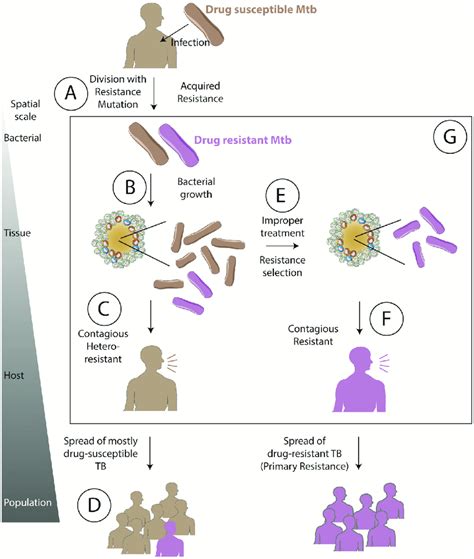Bacterial mutations and antibiotic resistance