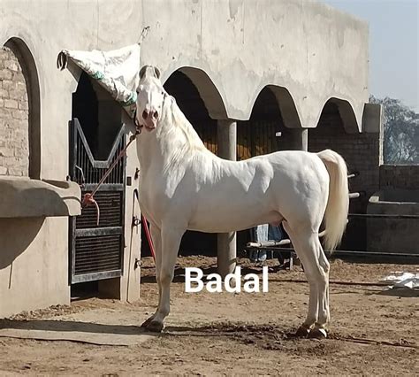 Badal horse farm