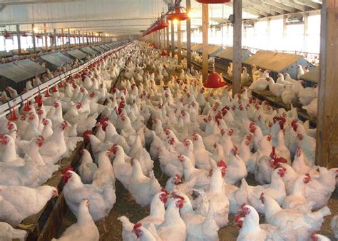Balaram Mallik's Poultry Farm Under KAMDHENU UDYOG PVT. LTD