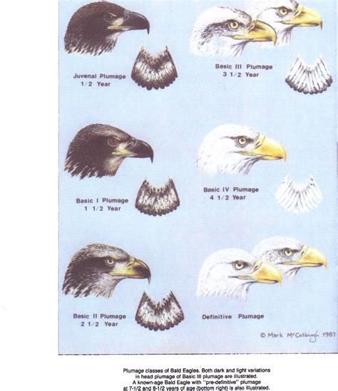 Bald Eagle Age Chart