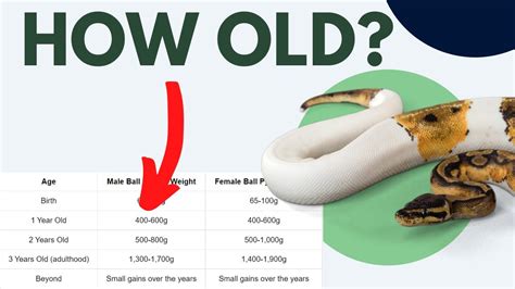 Ball Python Age Chart