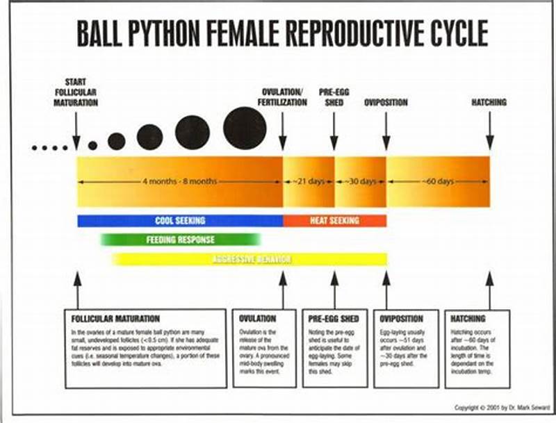 Ball Python Breeding Chart