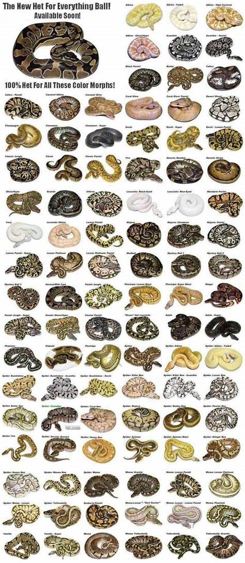 Ball Python Morphs Chart
