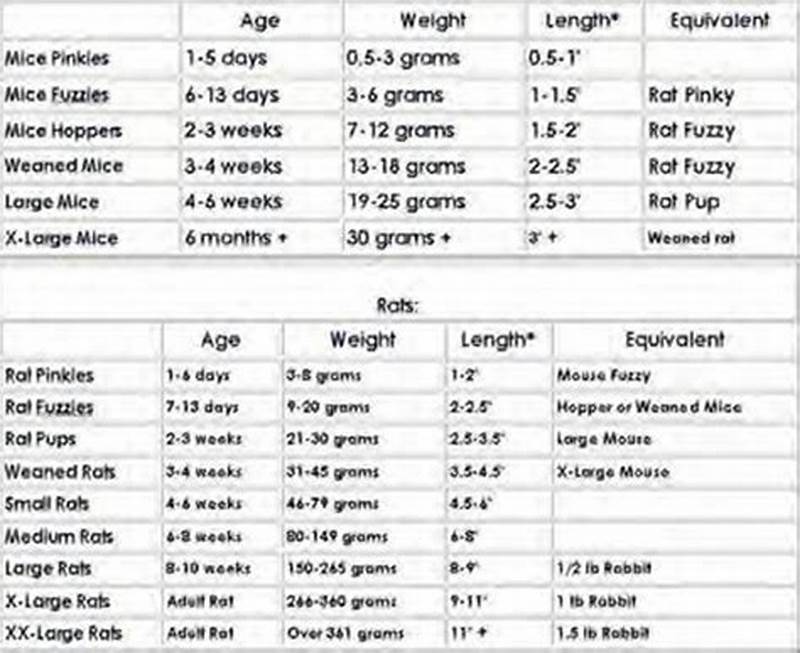 Ball Python Size Chart