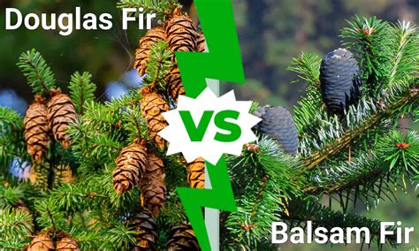 Balsam Fir Catalog