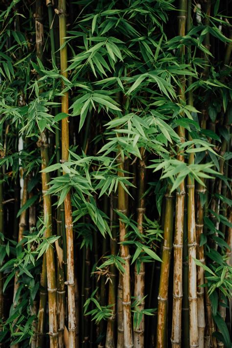 Bambo Tree