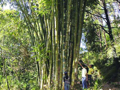 Bamboo Plantation Koorikarmoola Edneer Ward