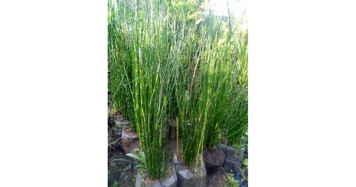 Bambu Air Kuning Kesehatan