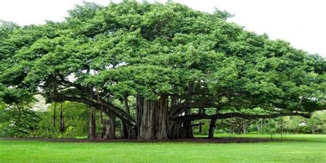 Banyan Tree Peepal Tree