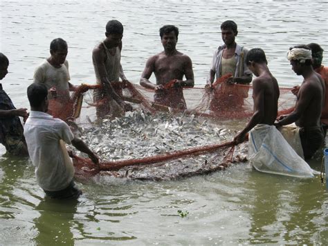 Bappa Fisheries Enterprise