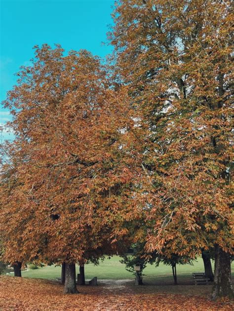 Barabeau Daniel à Pons
