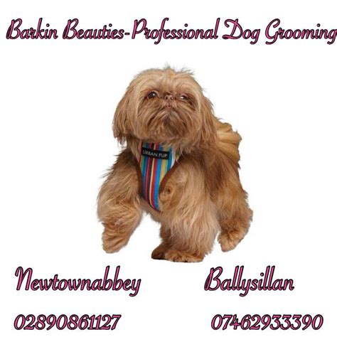 Barkin Beauties- Professional Dog Grooming -Newtownabbey