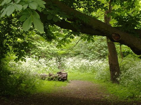 Barnsbury Wood Nature Reserve