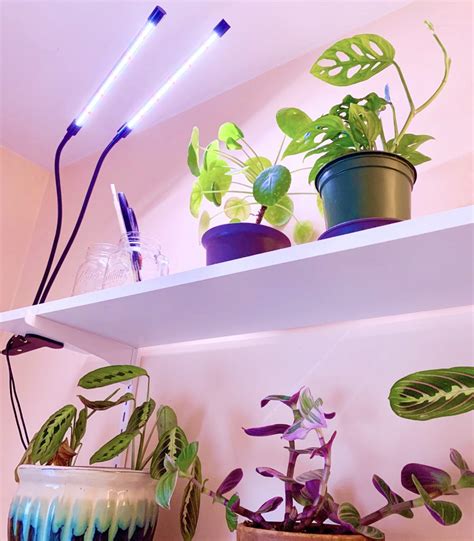 Be Cautious with Watering Plants under Grow Lights