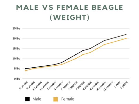Beagle Weight Chart