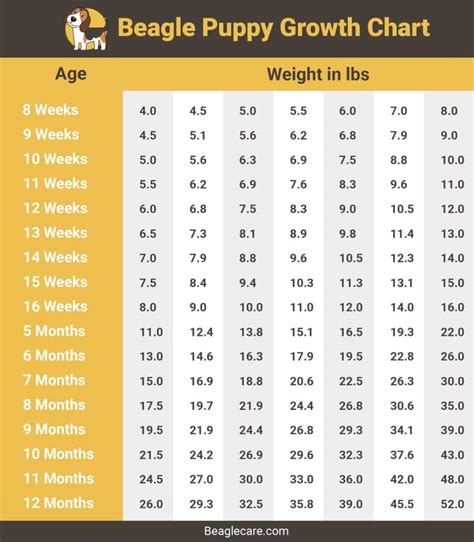 Beagle Weight Chart Kg