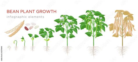 Bean Plant Growth Chart