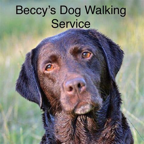 Beccys Dog Sitting and Walking Service