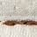 Bed-Bug-Sheets