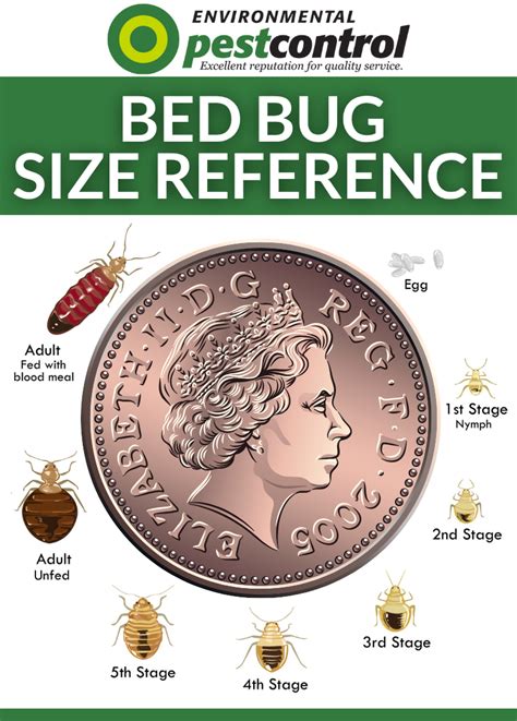Bedbug Size Chart