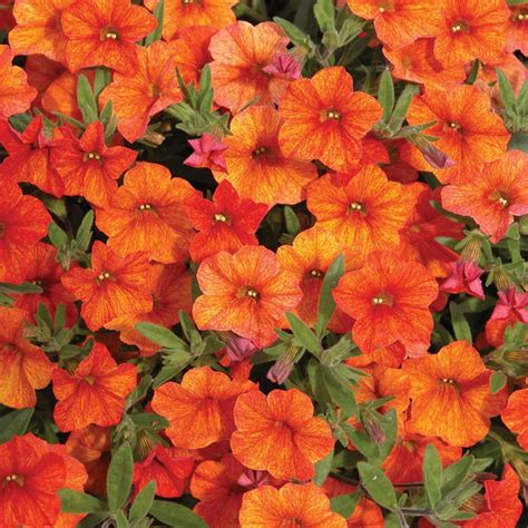 Beds And Borders Catalog