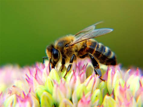 Bee & Bloom Beauty