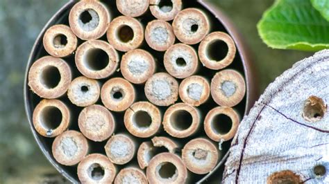 Bee House à Furiani