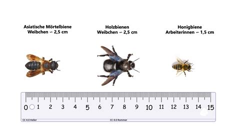 Bee Size Chart