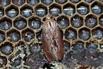 Beekeeping Wax Moth