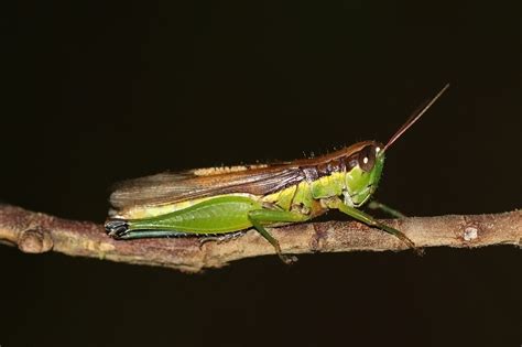 Pemakan tumbuhan belalang hijau