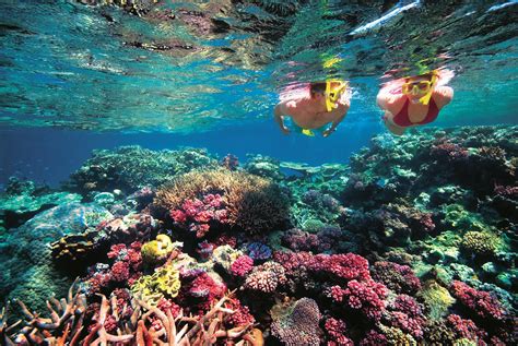 Belize Barrier Reef Coral