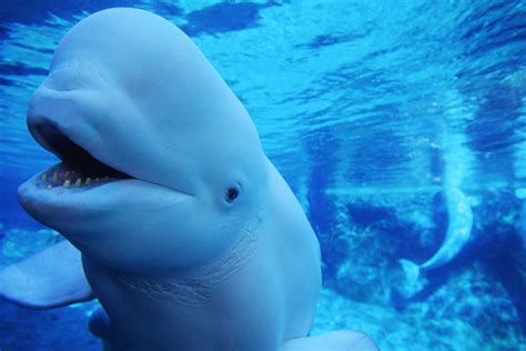 Beluga Genoa