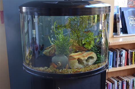 Benefits of Fish Tank