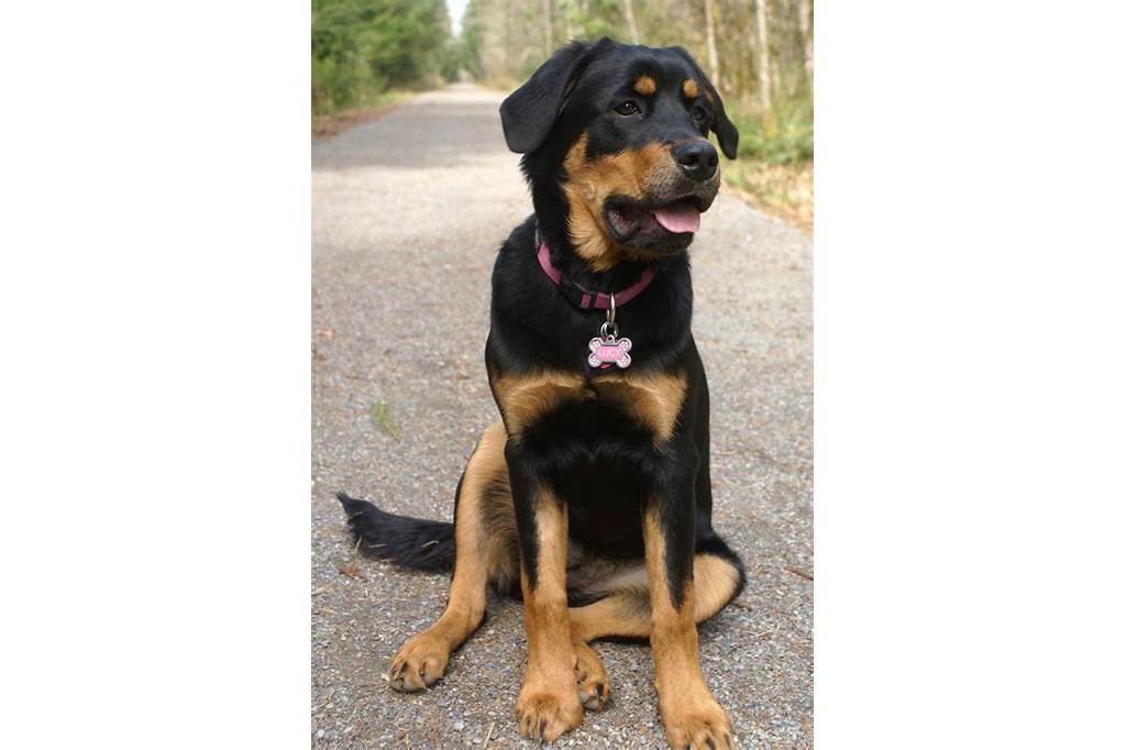 Health of Bernese Mountain Dog and Rottweiler Mix