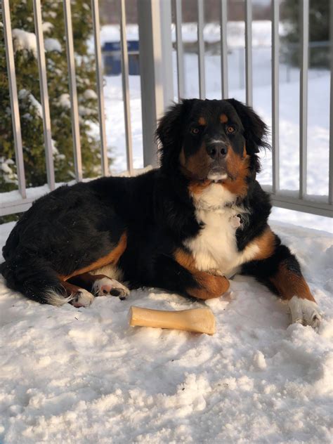 Bernese Mountain Dog and Rottweiler Mix with bloat