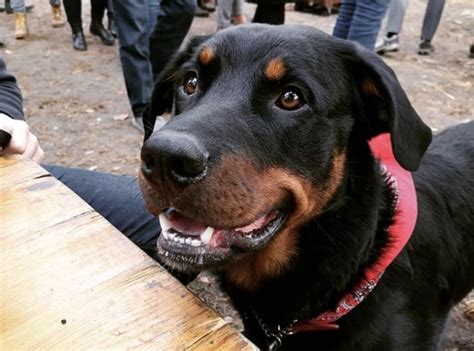 Bernese Mountain Dog and Rottweiler Mix with cancer