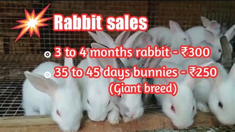 Best Rabbit farm