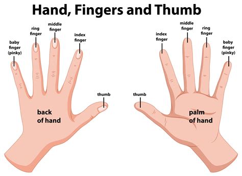 Best fingers & momose