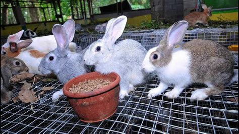 Bethlehem Rabbit farm and pet accessories . മുയൽ ഫാം കോട്ടയം. Pets