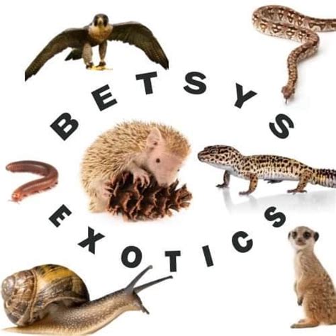 Betsy's Exotics & pet supplies