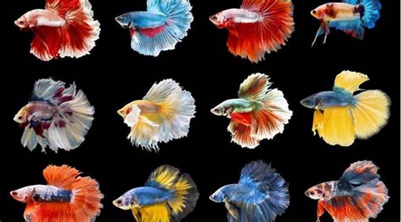 Betta Pattern Types