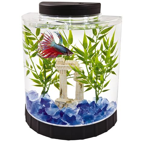 Betta fish tank picture