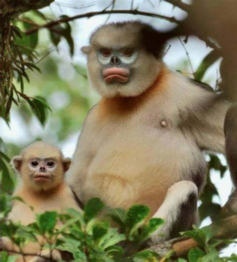 Binatang Albino di Indonesia spesies monyet