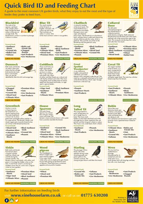 Birds Food Chart