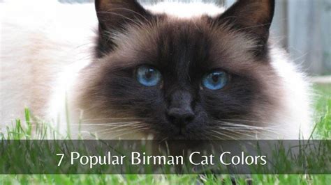 Birman Cat Colors Chart