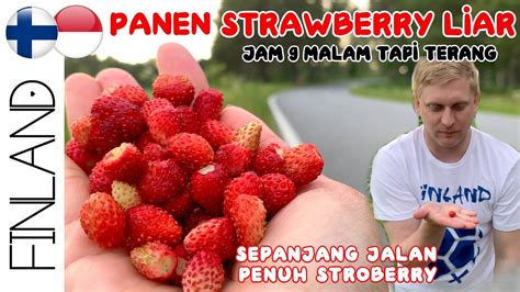 Bisnis Agrobisnis Strawberry Liar