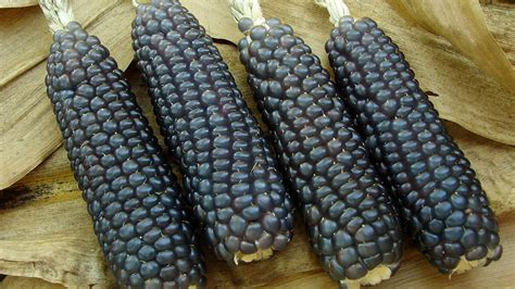 Black Maize Corn .
