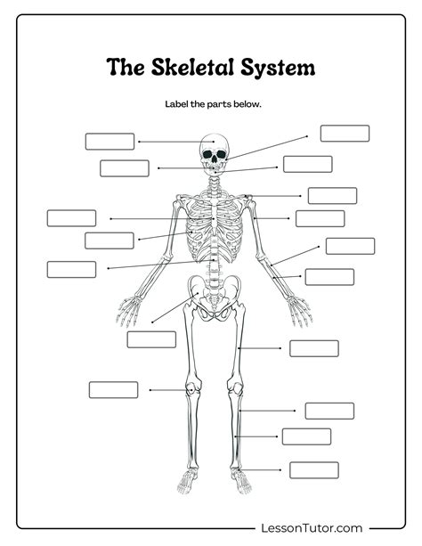 Blank Skeletal System Template
