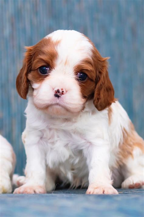 Blissful Pups Cavalier King Charles, Cavapoo & Toy Breeds Daycare and Home Boarding