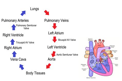 Blood Flow Through The Heart Step By Step Chart